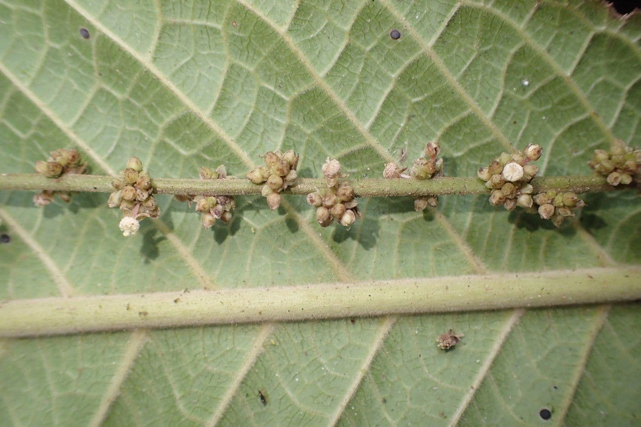 Cleidion 6