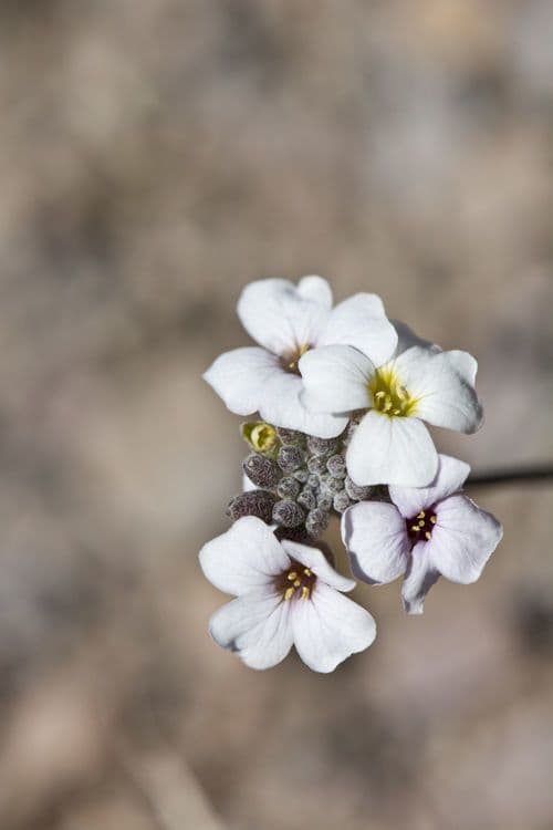 Physaria