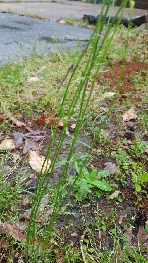 Nuttallanthus floridanus 12