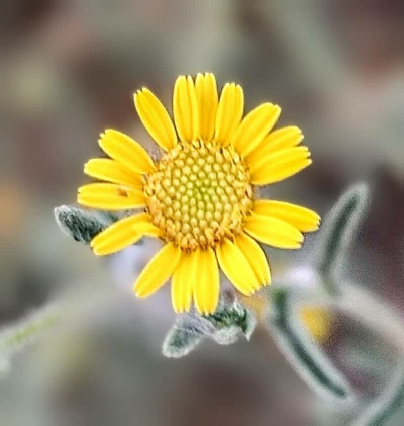 Pulicaria 4