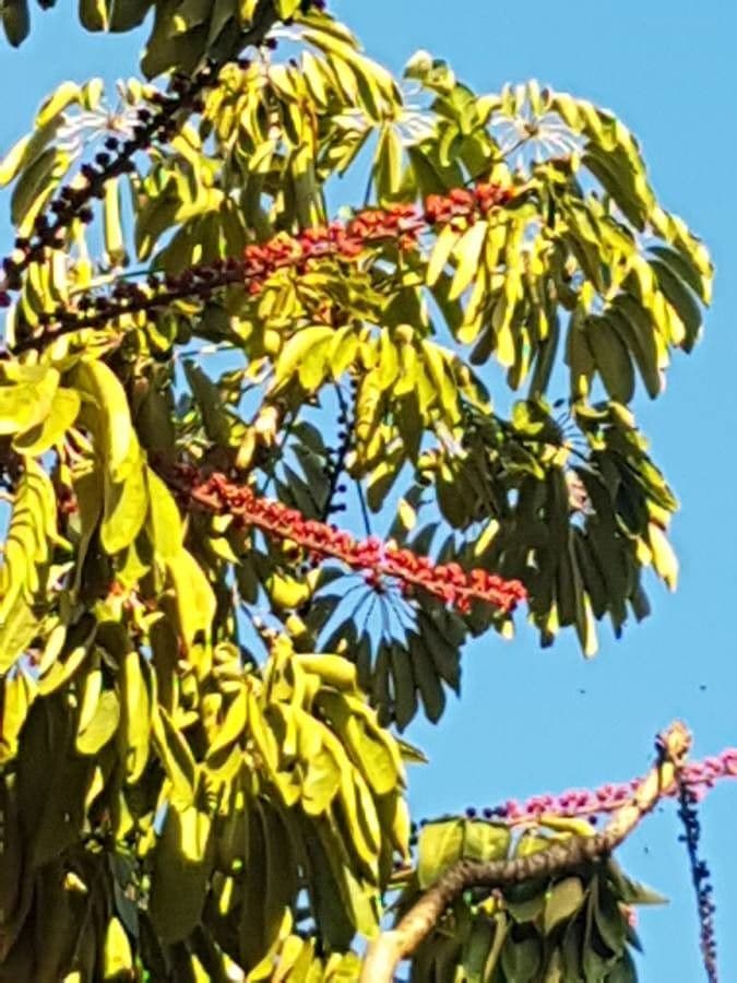 Schefflera