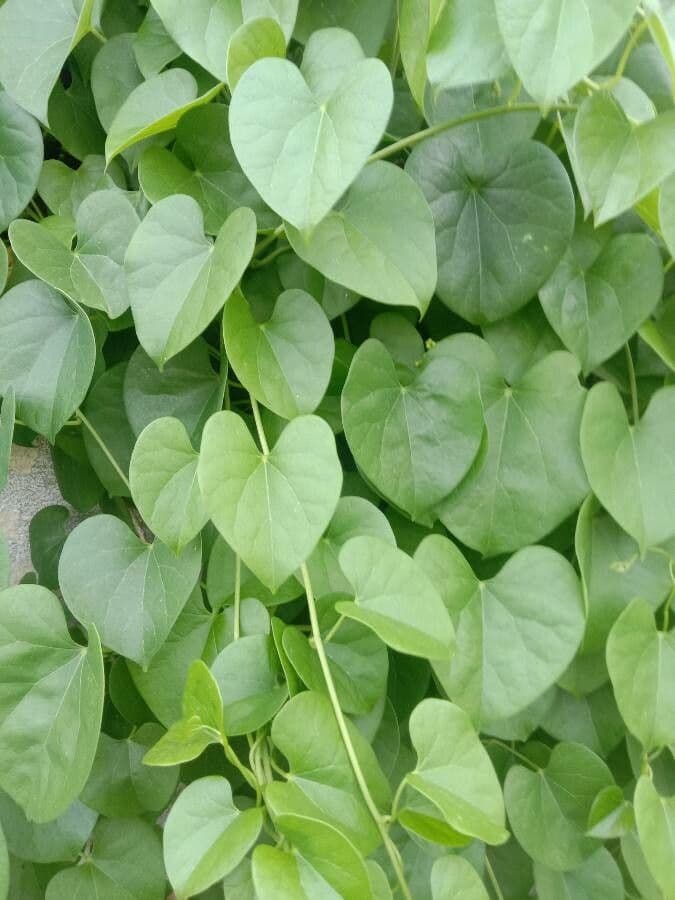 Ipomoea tmavá 18