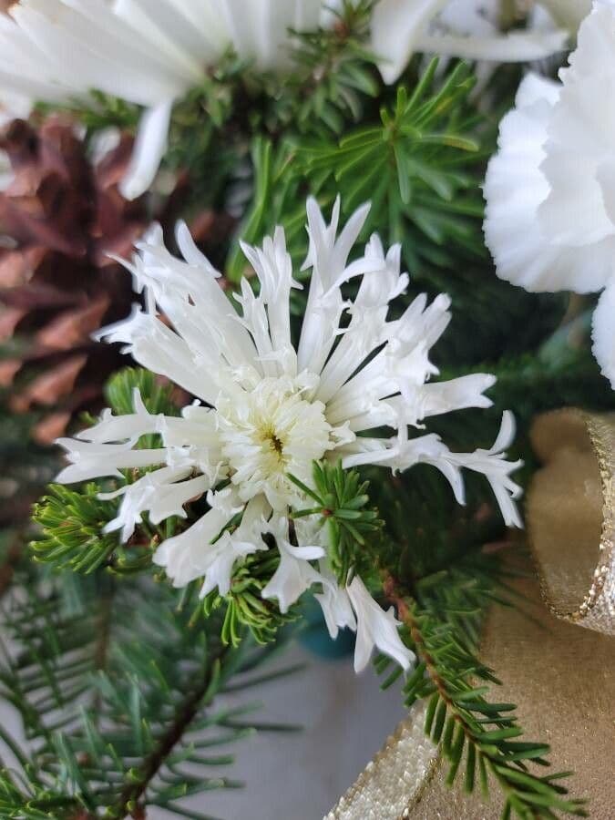 Marshallia caespitosa 5