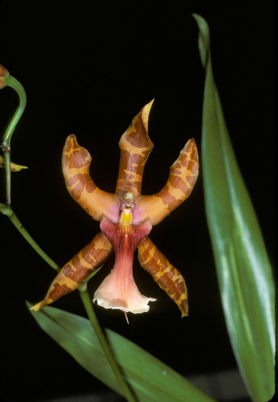 Clowes-Prachtorchis