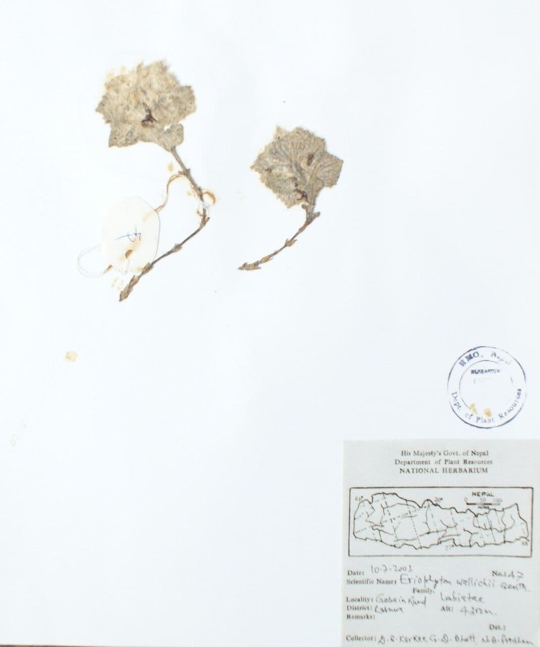 Eriophyton 4