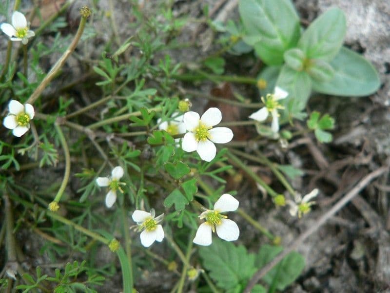Botoncillo 4