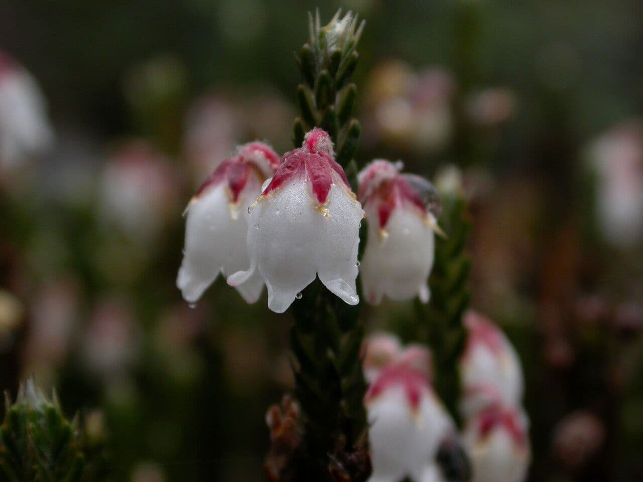 Cassiope fastigiata 6