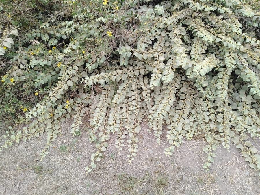 Eiförmigblättrige Waltheria 10