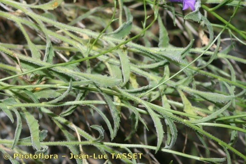 Campanula 13