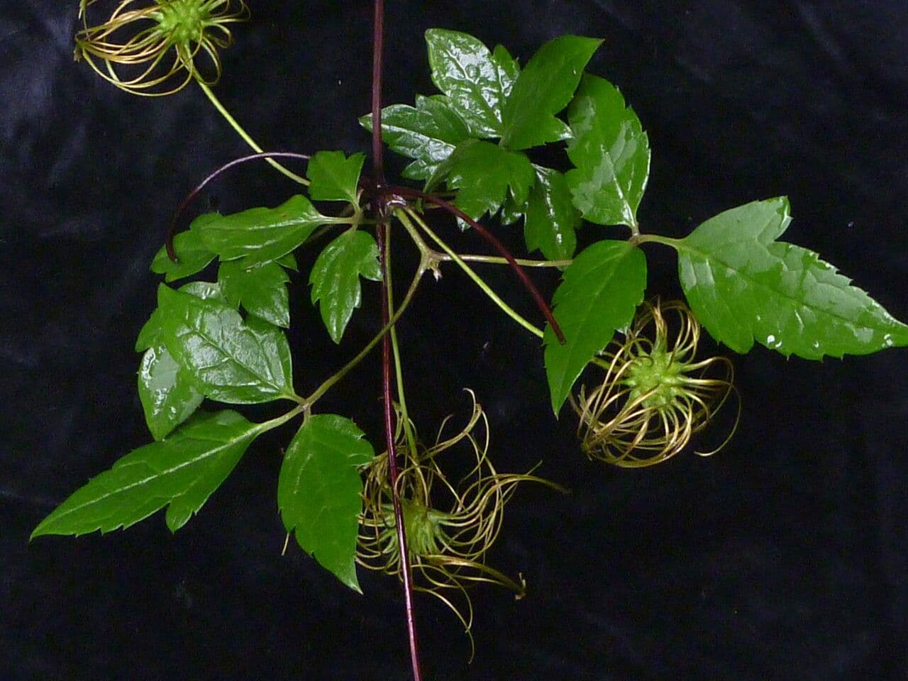 Clematis 5