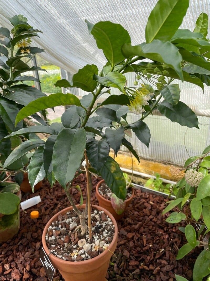 Hoya 6