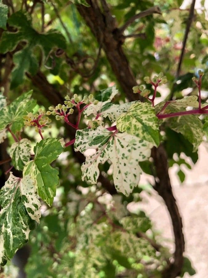 Ampelopsis delavayana 4