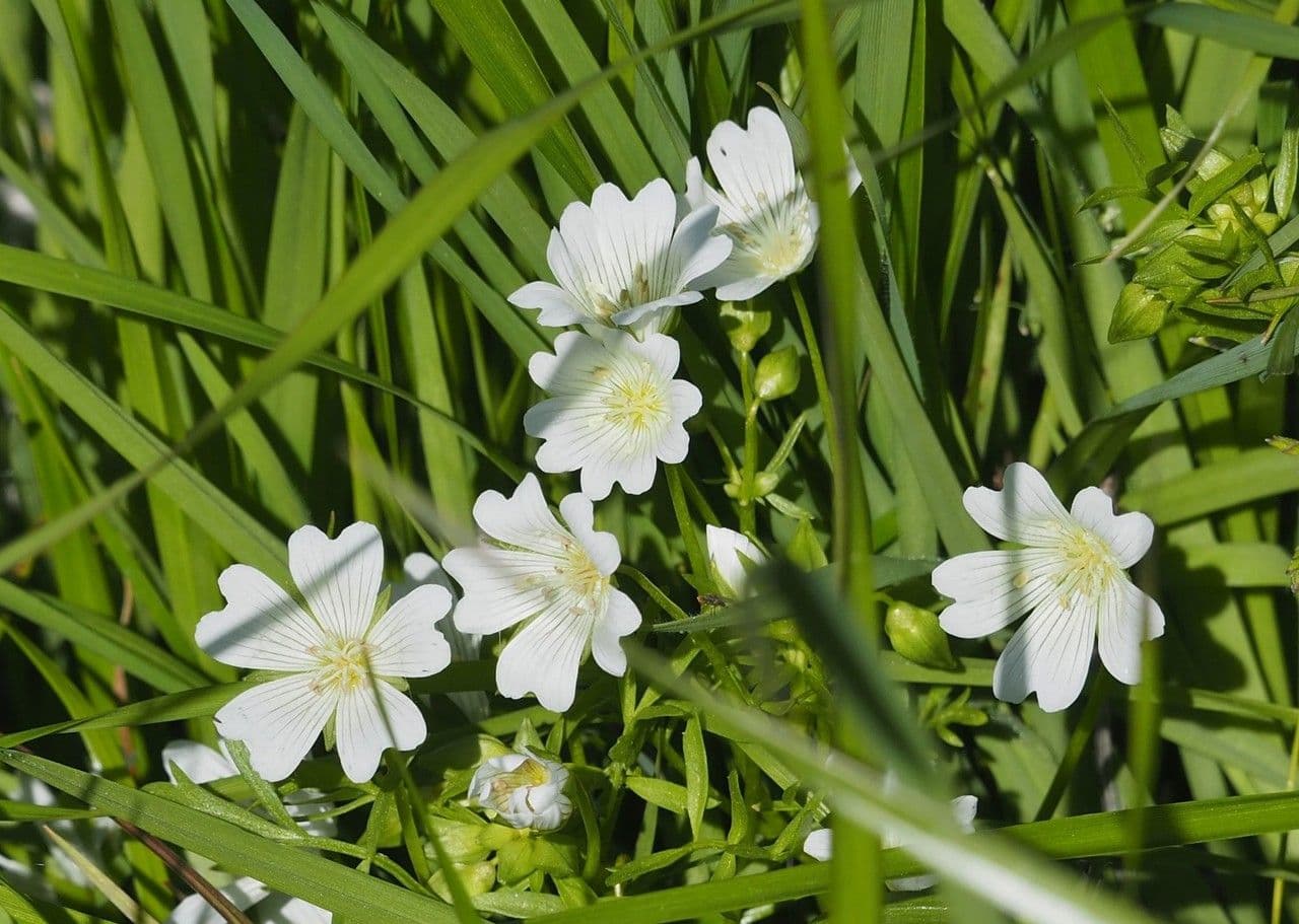 Limnanthes 6