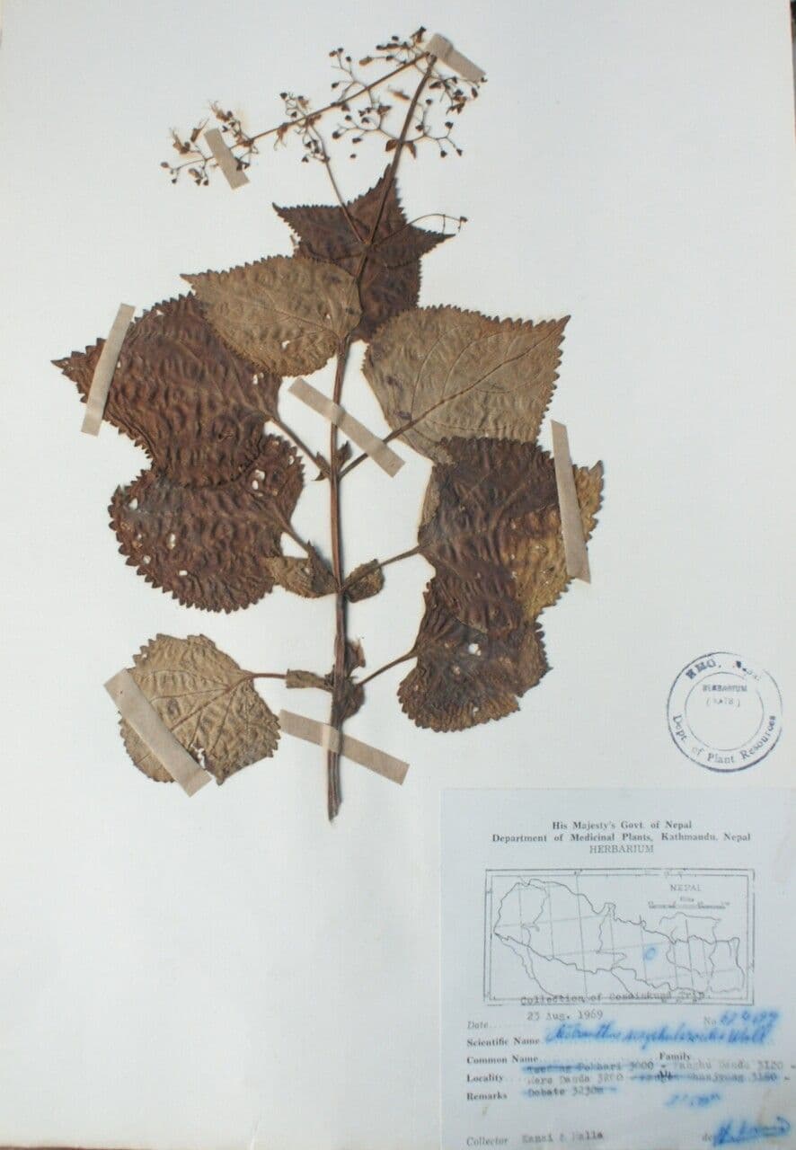 Isodon 10