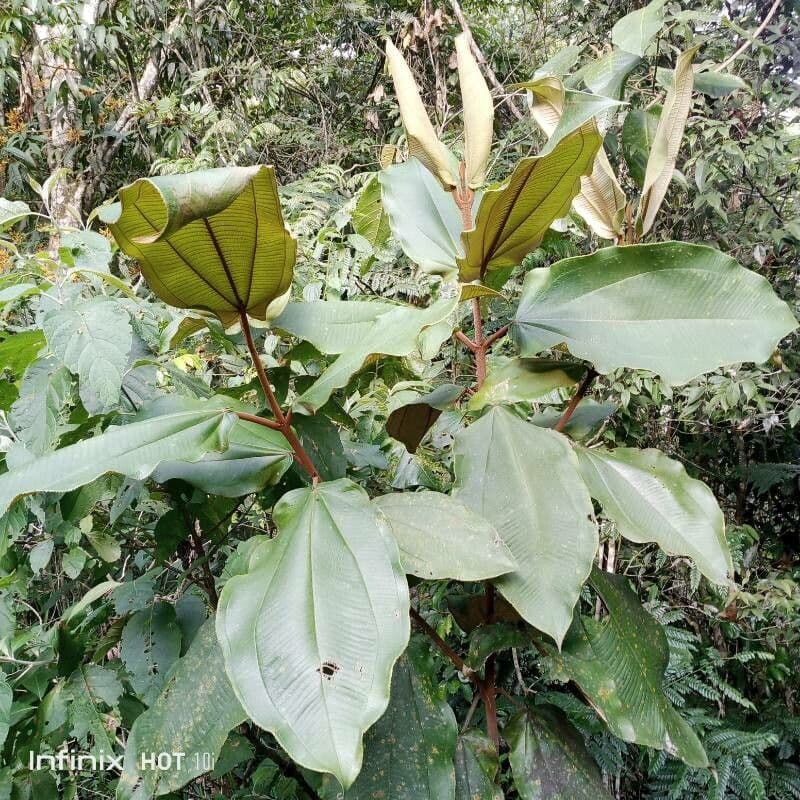 Miconia 4