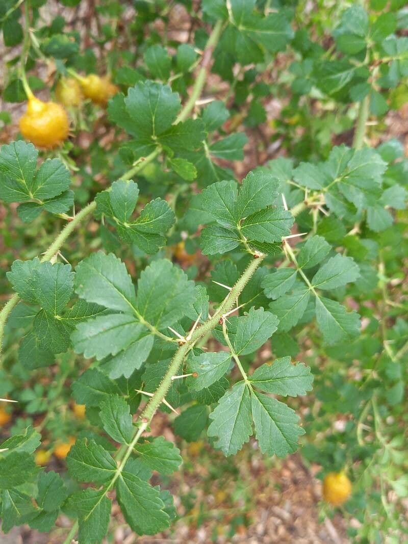 Rosa del deserto 7