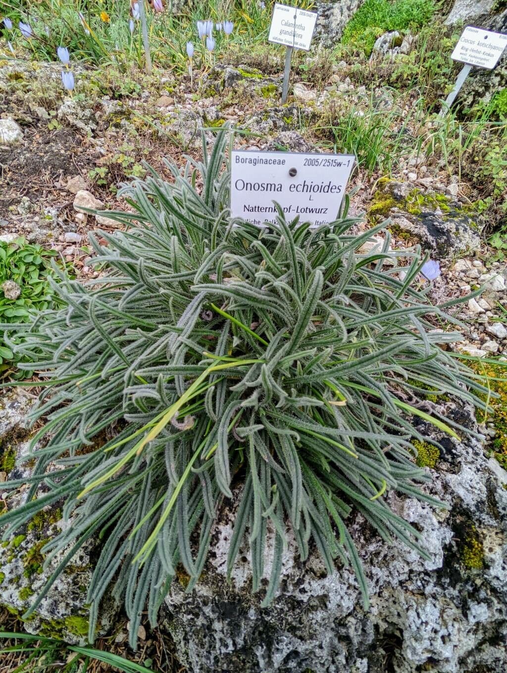 Onosma 3