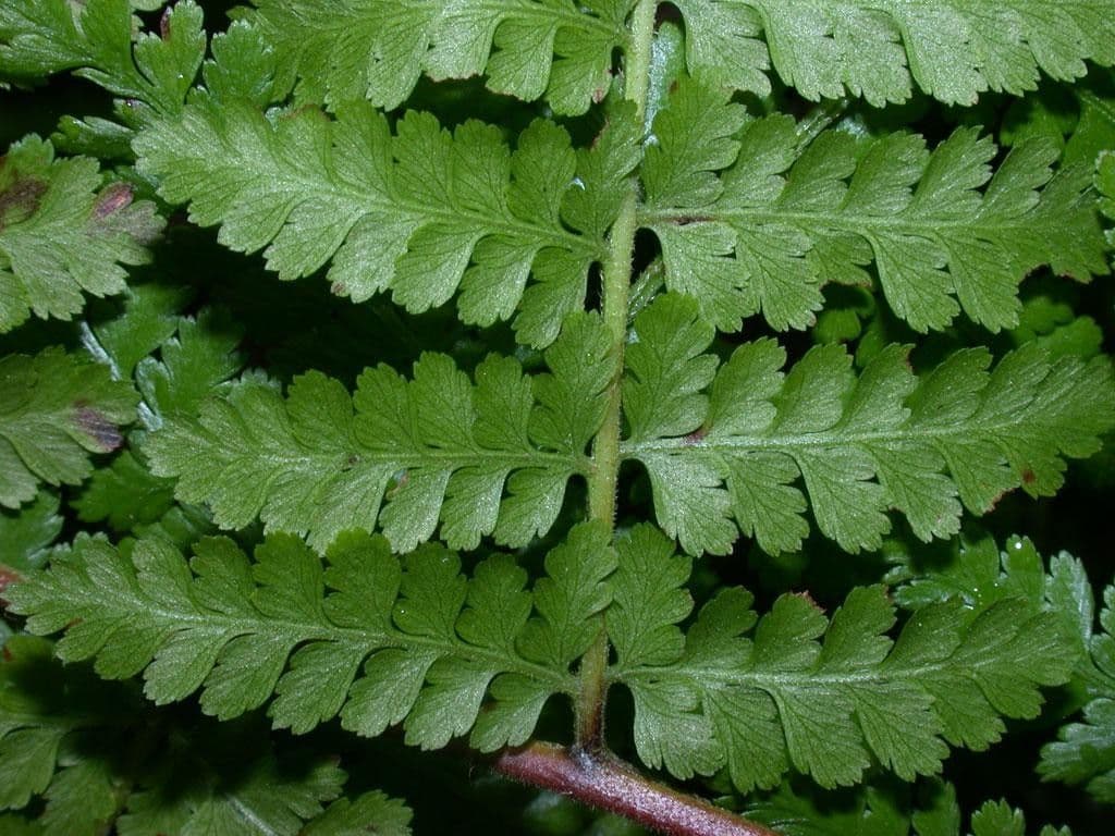 Hypolepis 8