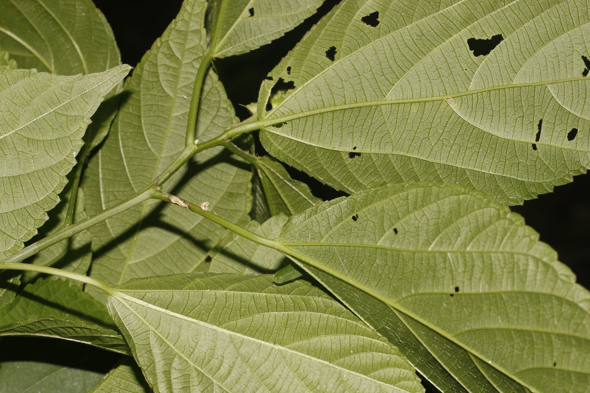 Acalypha schiedeana 3