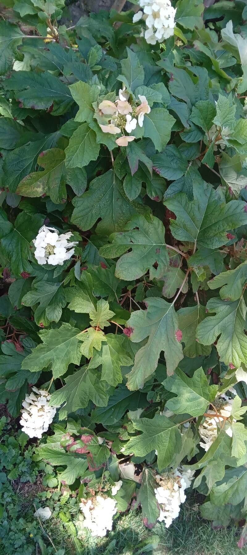 Hortenzie" 12