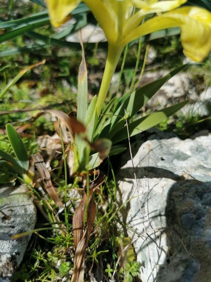 Iris 7