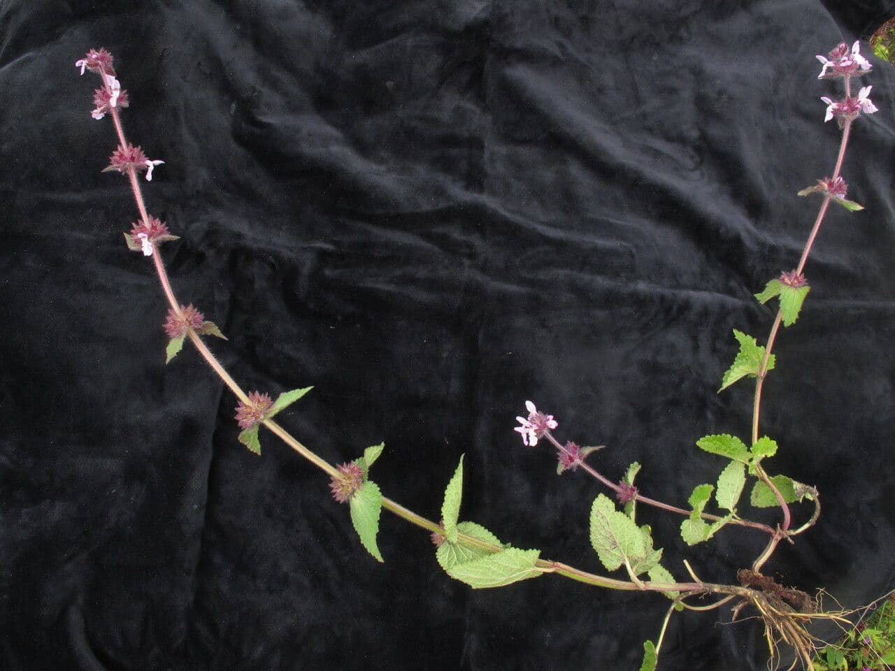 Stachys rigida 2