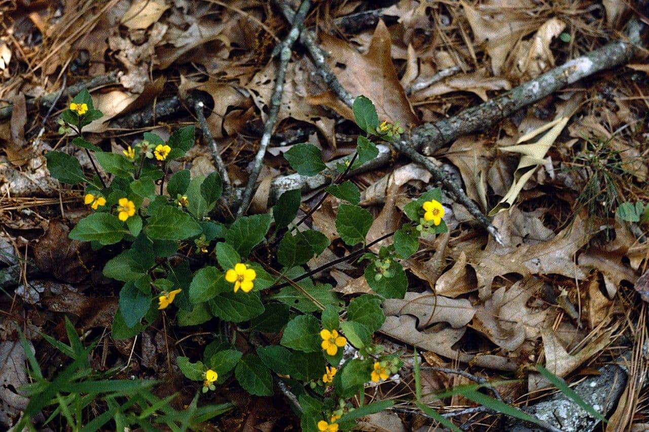 Chrysogonum 17