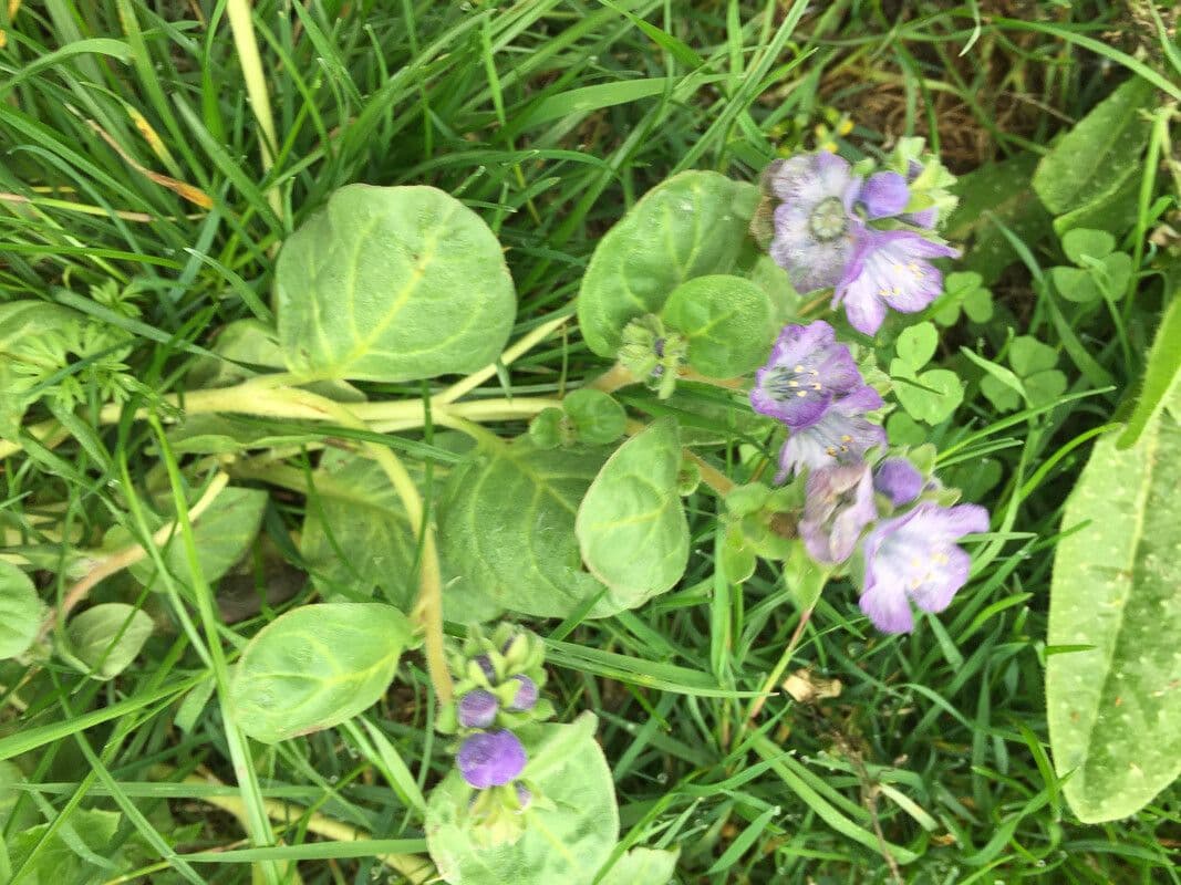 Fakilie 11