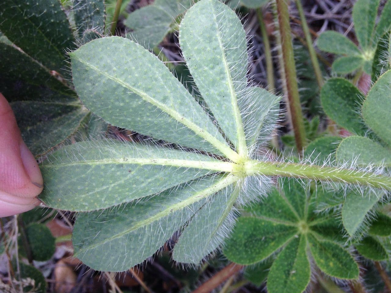 Borstiger Lupine 13