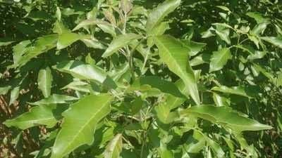 Vitex 12