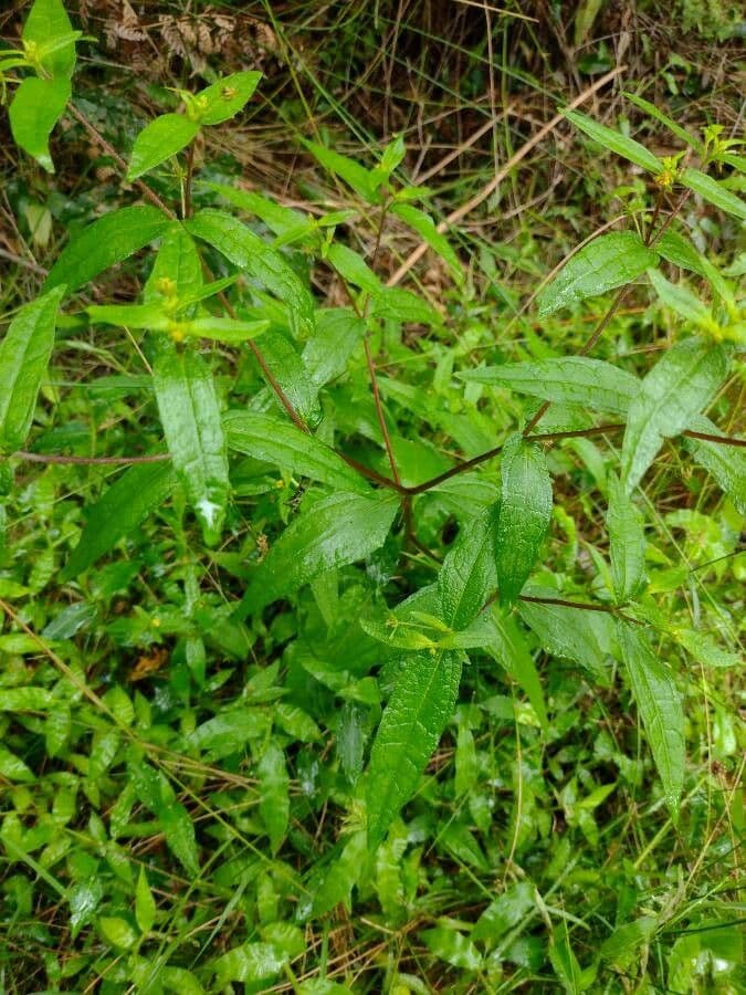 Sigesbeckia orientalis 12