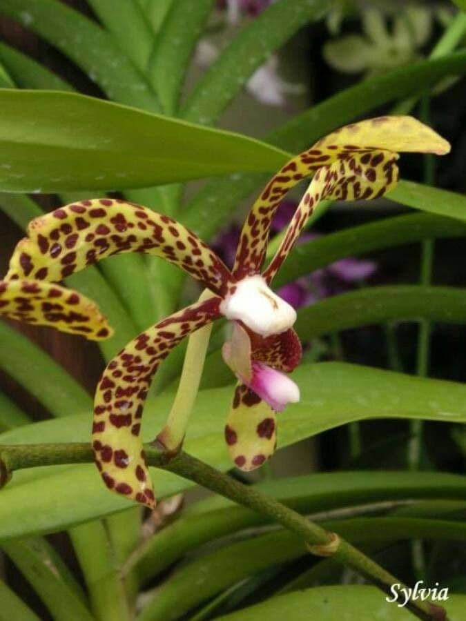 Leopardí orchidej