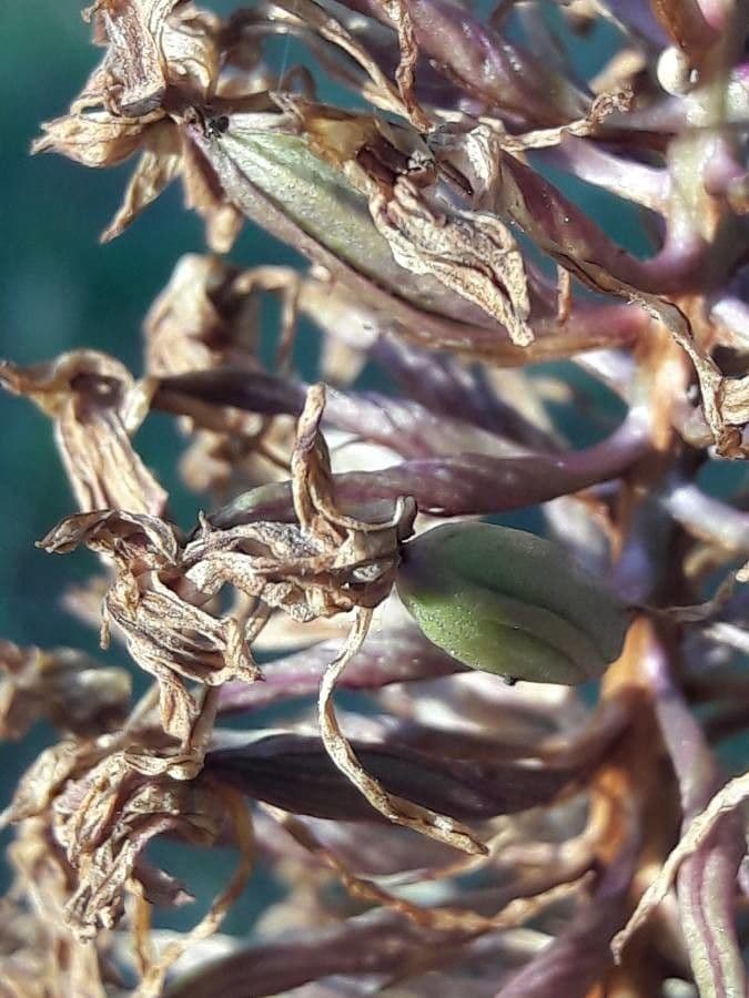 Orchis pyramidal