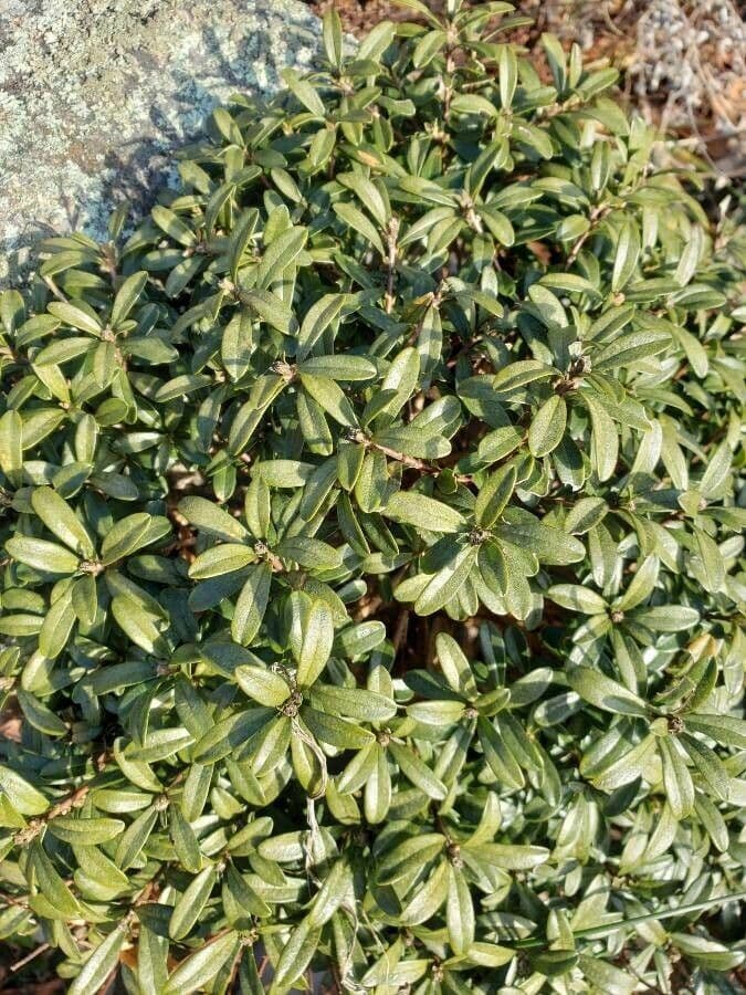 Daphne petrea 3