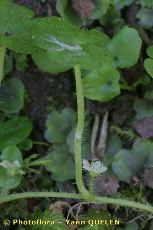 Sibthorpia Europaea 18