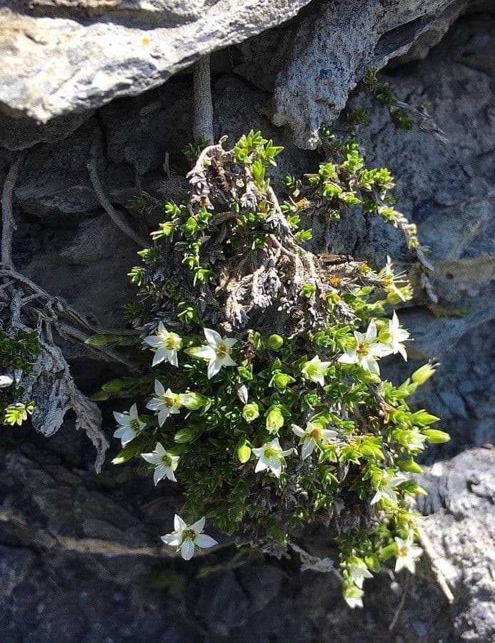 Minuartia