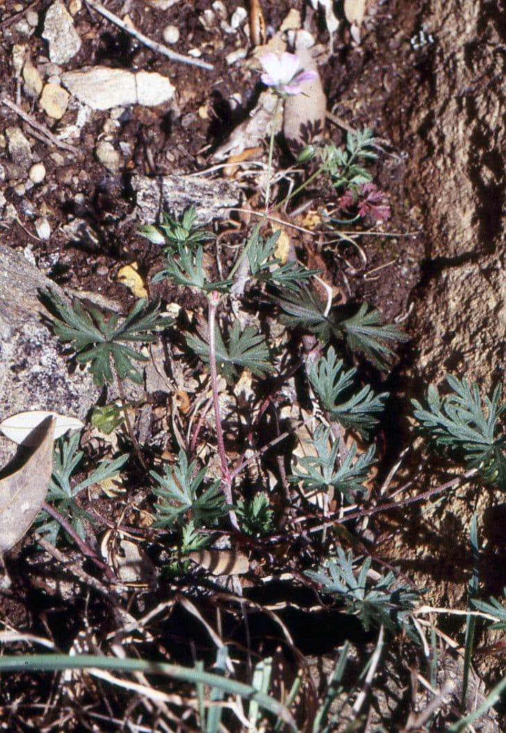 Géranium colombin 11