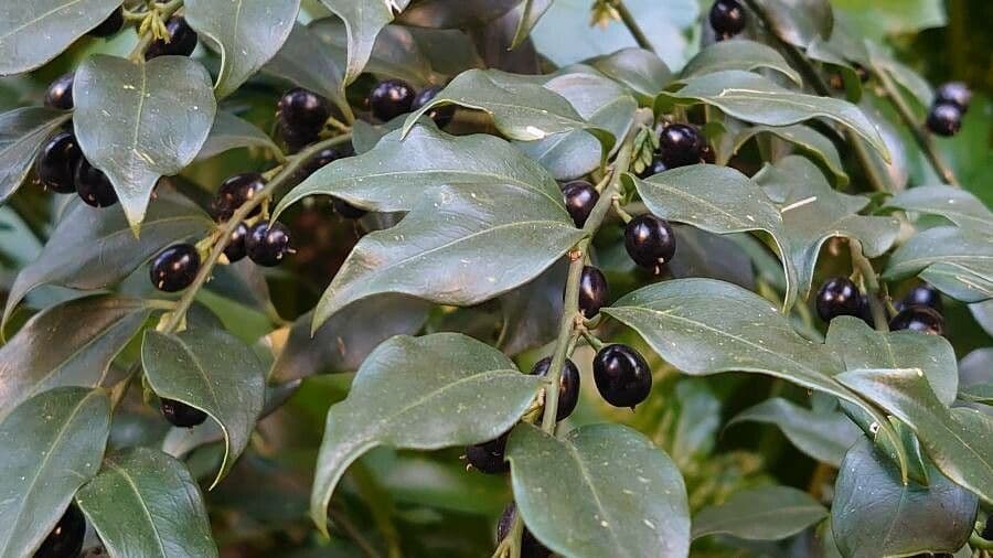 Sarcococca orientale 4