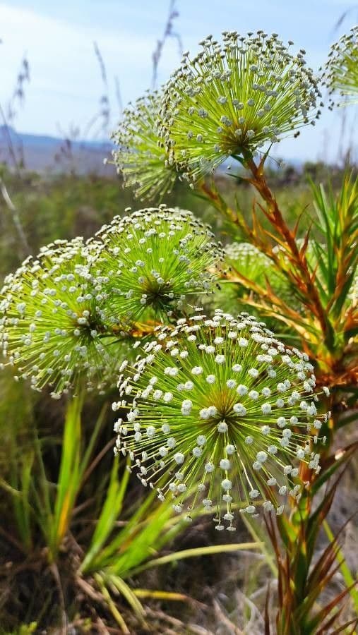 Paepalanthus 4