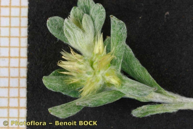 Bambagia spatolata 25