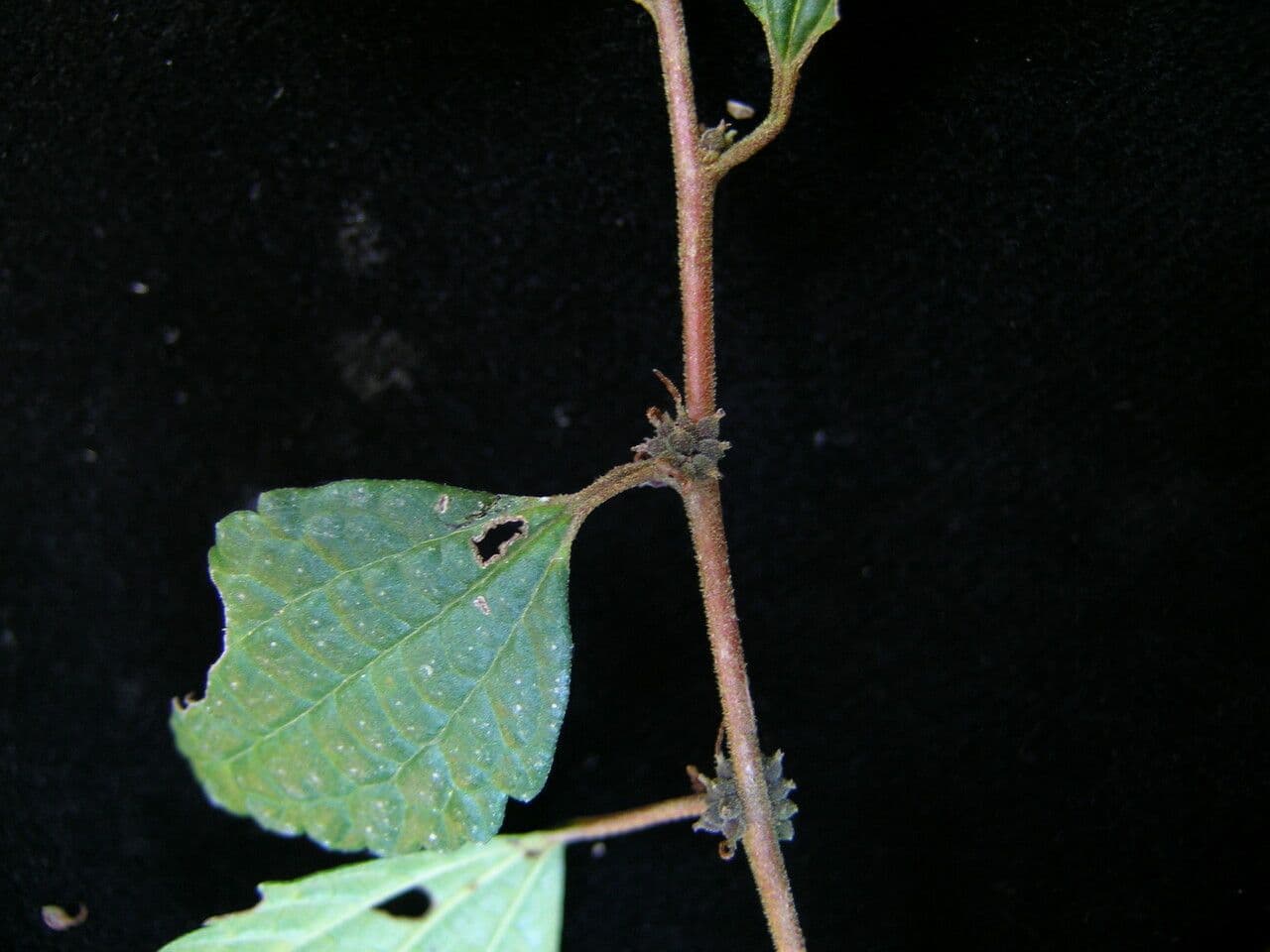 Pouzolzia 3