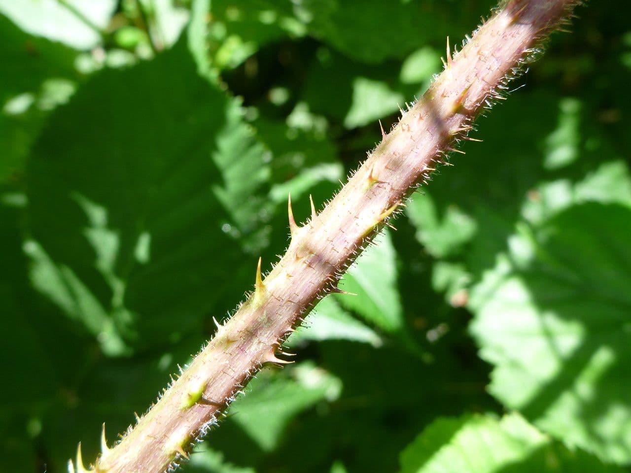 Brombeere 13