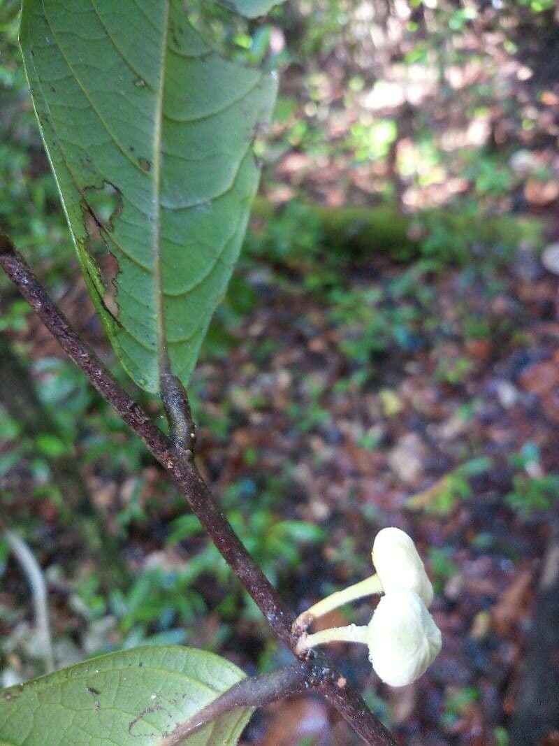 Unonopsis 5