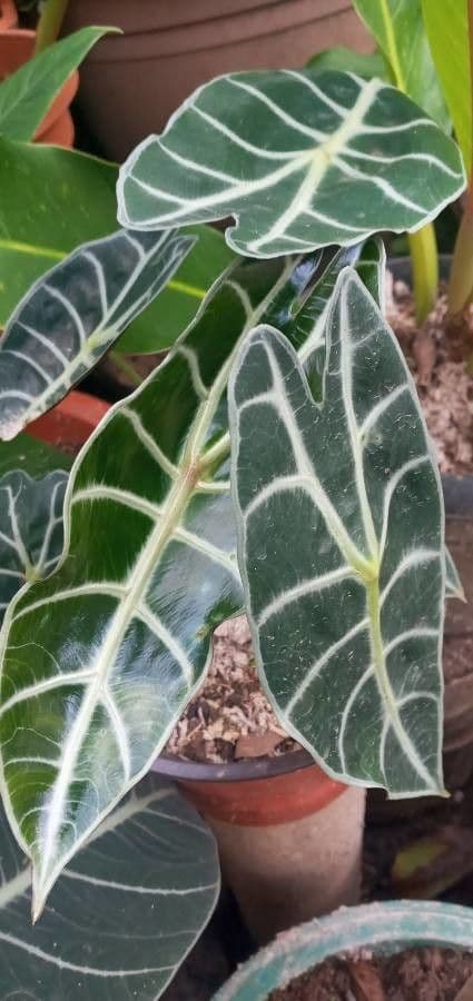 Alocasia 2