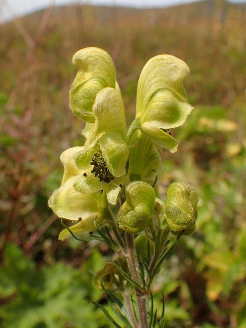 Aconito anthora 4
