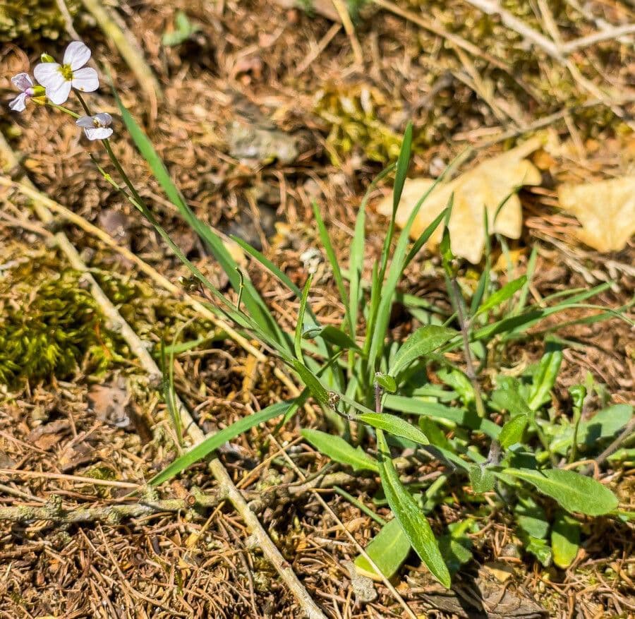 Arabetta sabbiola 15