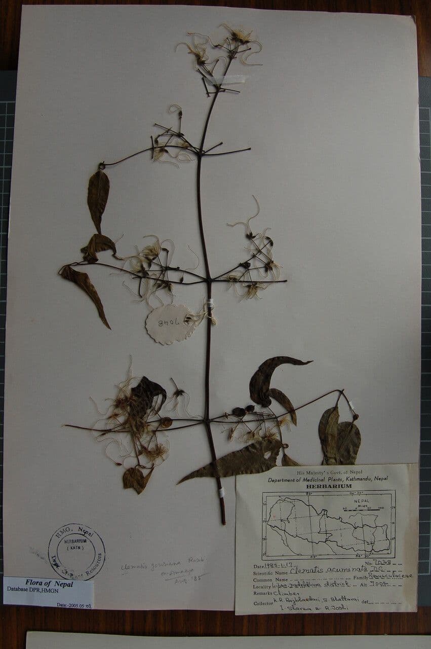 Clematis 8