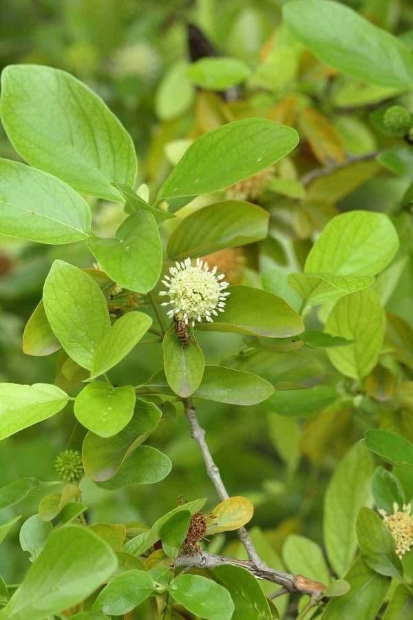 Mitragyna