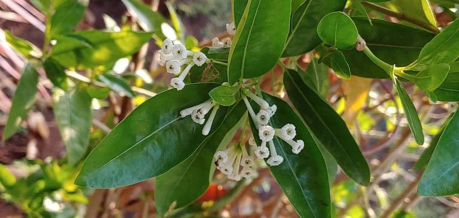 Cestrum diurnum 3