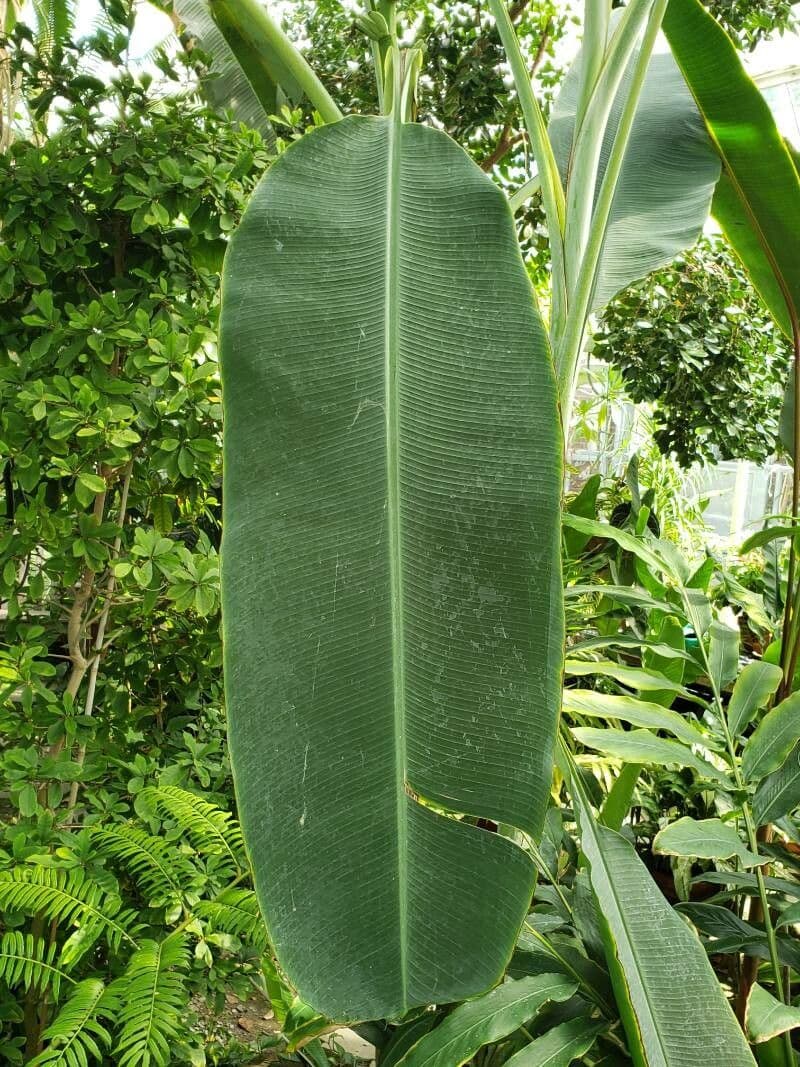 Banan fieristico 9